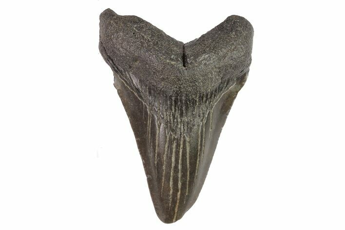 Juvenile Megalodon Tooth - South Carolina #74270